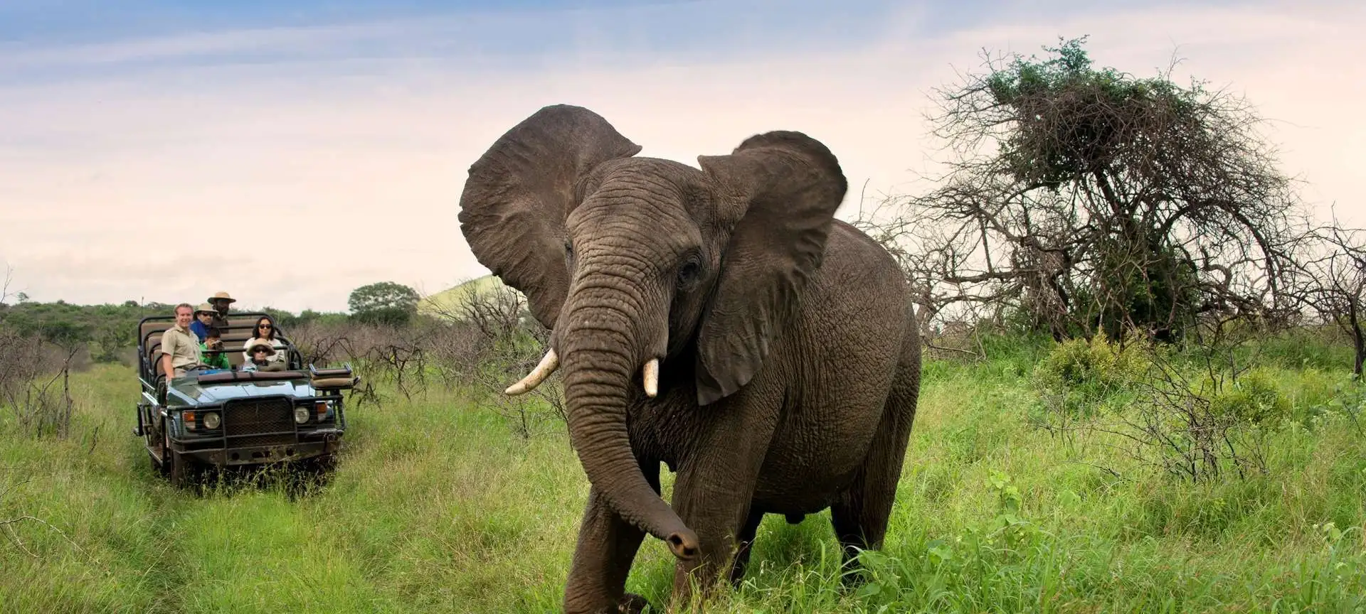 Safari Banner