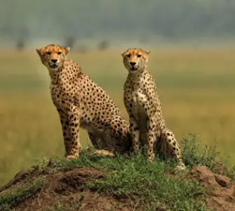 Tanzania Travel Packages